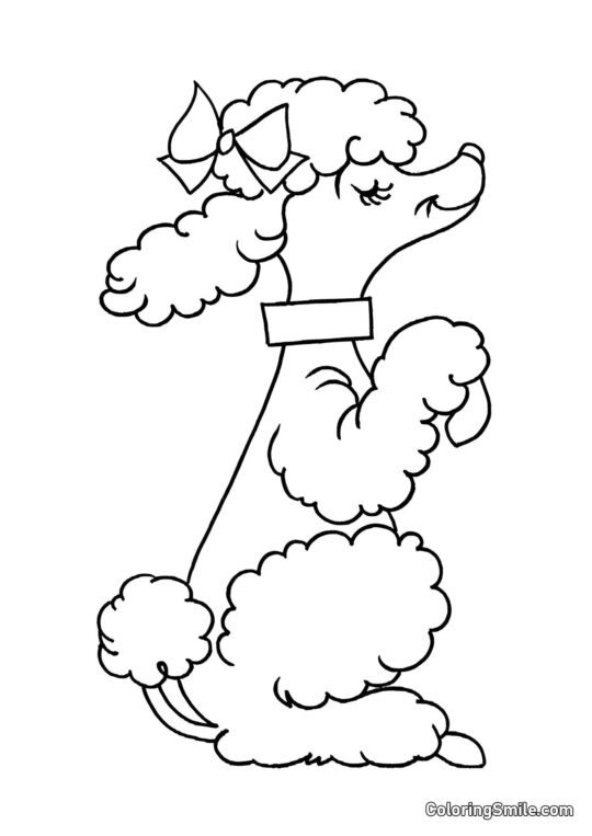Dog and Puppy Coloring Pages Clever Poodle - Coloring Page