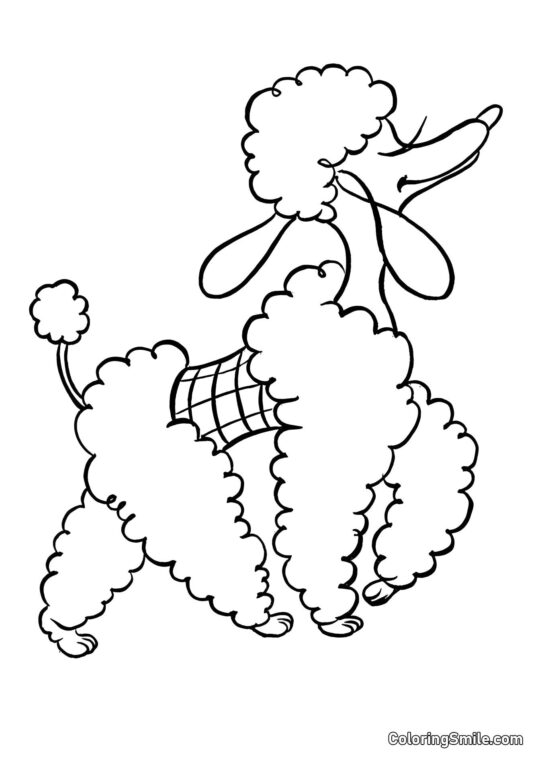 Dog and Puppy Coloring Pages Poodle - Coloring Page