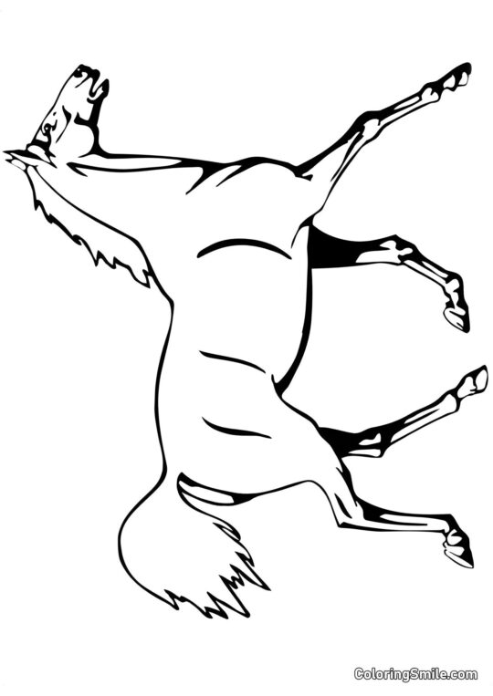 Pferde Ausmalbilder Pferd bei einer Show - Ausmalbild